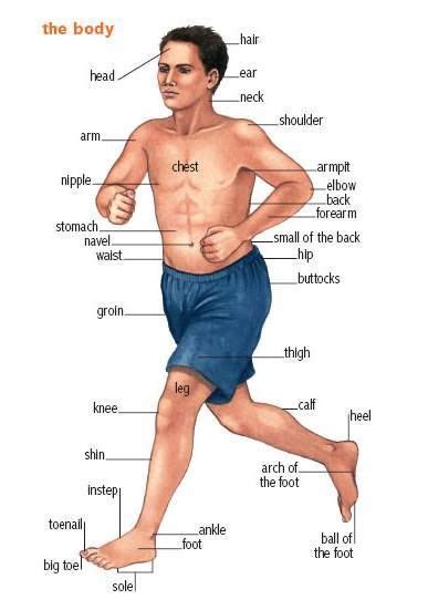 They then get five points if they can really do it or lose one point if they can't. Parts of the body | Vocabulary | Pinterest | Bodies ...
