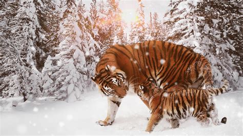 Tiger With Cub 4k Tiger In Snow Hd 3840x2160 Wallpaper