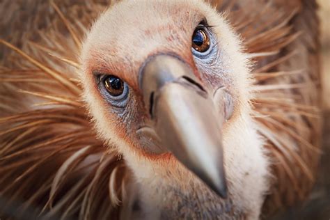 Griffon Vulture Gyps Fulvus Photograph By Reynold Mainse Design Pics