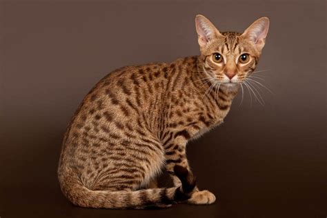 Cats That Look Like Leopards With Pictures Pet Keen