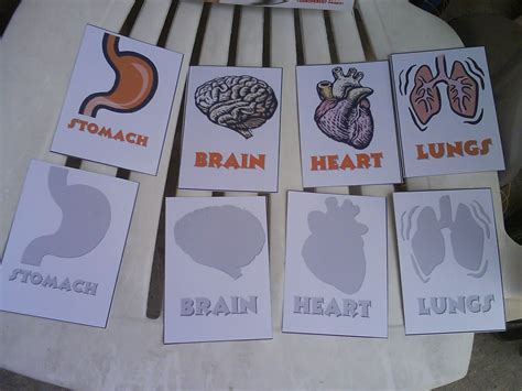 Brain And Heart Heart And Lungs Human Body Lapbook 2 Year Old Girl