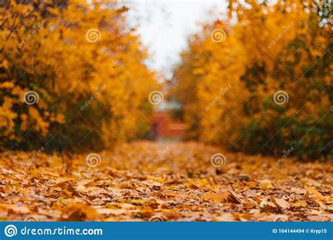 Autumn Forest Road Landscape. Autumn Leaves Road View. Autumn Landscape. Beautiful Autumn ...
