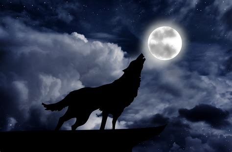 Wolf Howling At The Full Moon Nocturnal Lives