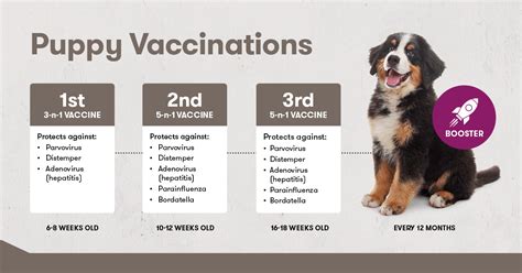 What Vaccines Do Puppies Need At 6 Weeks Old - Puppy And Pets
