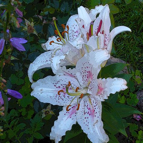 White Asian Lilies Photograph By Liz Evensen