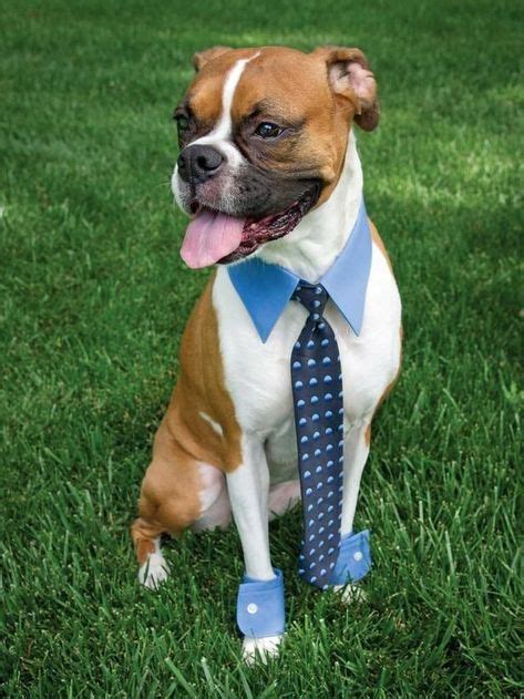 47 Cute Fun And Scary Halloween Costumes For Your Boxer Pet