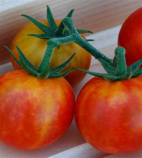 Goddess Isis Candy Cherry Tomato John Scheepers Kitchen Garden Seeds