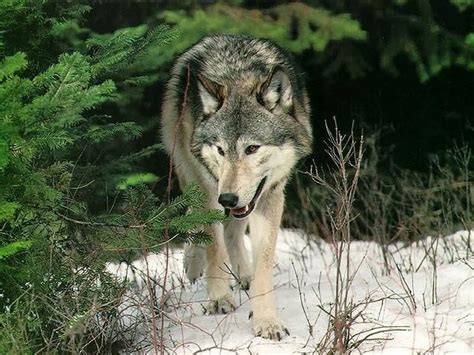 Wildearth Guardians Say Kill Utah Bill Not Its Wolves