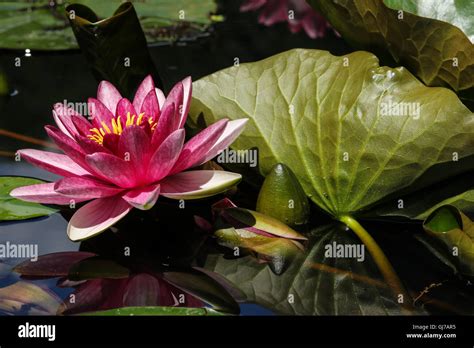 Red Water Lily Flower With Leaf Close Up Stock Photo Alamy