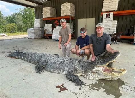 Hunters Capture Huge Record Breaking Alligator Dubbed Nightmare