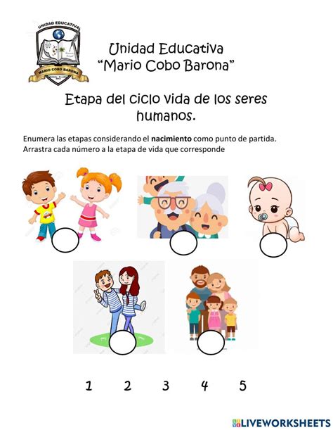 Etapas Del Ciclo De Vida Del Ser Humano Worksheet School Subjects