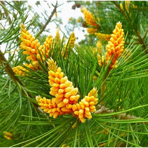 Pine Nuts Tree Foraging Pine Spruce And Conifers Pinterest