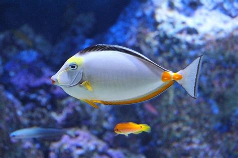 10 Curiozitati Interesante Despre Pești 999curiozitatiro