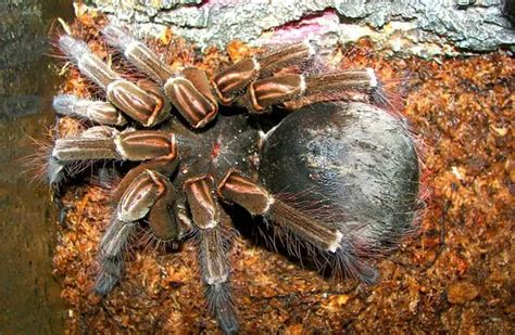 Fangs Goliath Birdeater Biggest Spider In The World Bmp Cyber