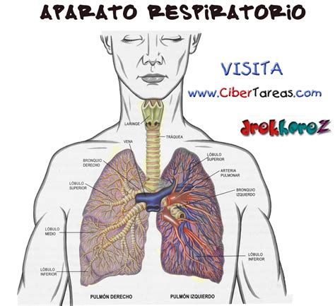 Aparato Respiratorio Del Ser Humano Cibertareas