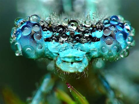 Dew Covered Insects Sparkle In Stunning Photos Live Science