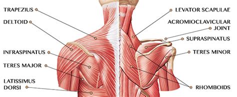 It stretches across the top of the shoulder from the clavicle in the front to the scapula in the back. Neck And Shoulder Muscles Diagram - Schematics Online