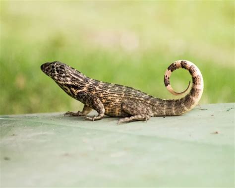 Northern Curly Tailed Lizard Facts Diet Habitat And Pictures On