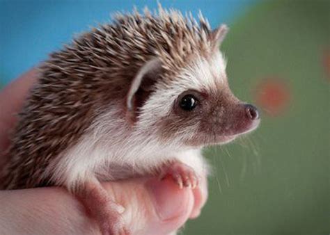 10 Things You Didnt Know About Hedgehogs Hedgehog Pet Cute Animals