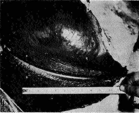 حوت العنبر القزم هو نوع من الحيتان المسننة ينتمي إلى فصيلة حيتان العنبر القزمة. صور ومعلومات عن حوت العنبر - المرسال