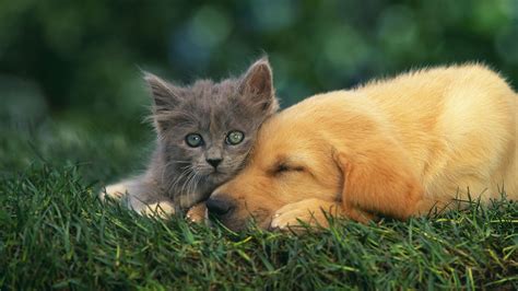 Cute Cats And Dogs Wallpapers On Wallpaperdog