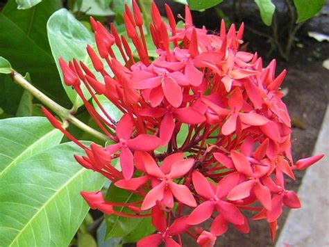 Nama latin bunga dan tanaman hias. Jom Tanam Bunga: Ixora - Bunga Bermacam Nama