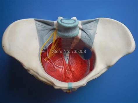 Pelvic Muscle Anatomy Female