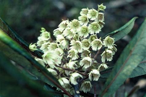 Hīnau Flowers Tall Broadleaf Trees Te Ara Encyclopedia Of New Zealand