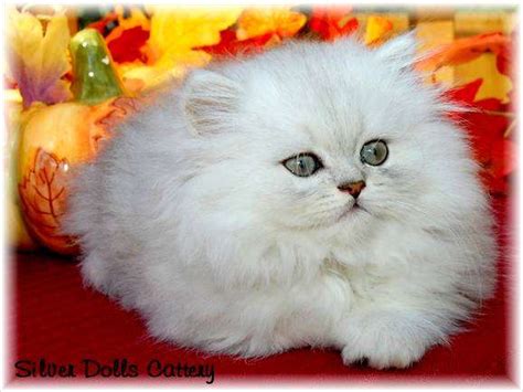 Teacup Persian Kittens For Sale 600 For Sale Adoption From New York New