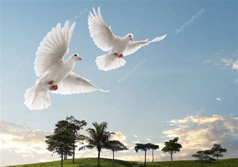 Two Doves Flying Stock Photo By ©ifong 9025495