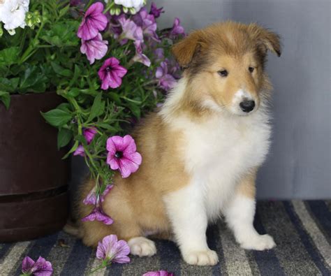 Akc Registered Collie Lassie For Sale Fredericksburg Oh Female Zoie