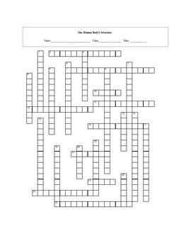 Free printable human body systems crossword puzzle. Our Human Body's Structure Crossword Puzzle with key by ...