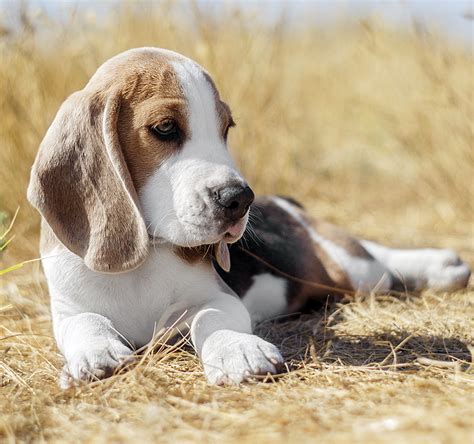 An appropriate female beagle name for any beautiful and happy dog like your beagle. Beagle Names - 200 Great Ideas For Naming Your Beagle