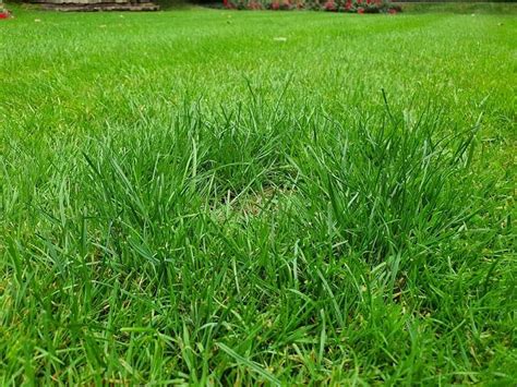 How to remove dog urine spots. The Best Lawn Fertiliser for Dog Urine Patches - Home