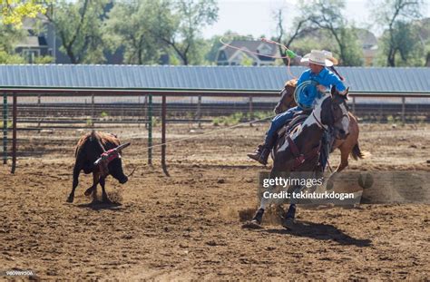 Cowboy With Lasso Rope Riding Horse And Roping Cattle At Ranch Paddock