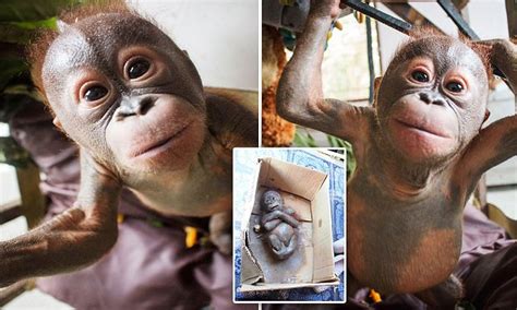 Gito The Baby Orangutan Healthy And Happy After Being Rescued From