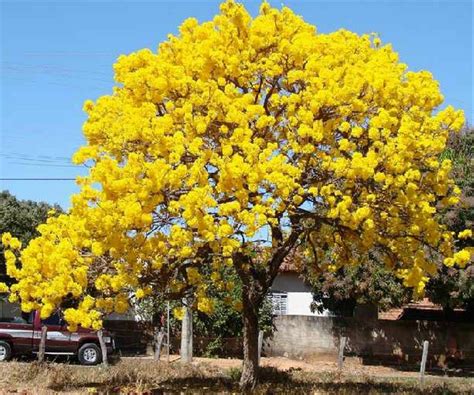 ''nanti kalau sudah berbunga ini mirip bunga sakura,'' ujarnya. Jual BIBIT BUNGA TABEBUYA di lapak PUSAT BIBIT TANAMAN ulinnuhaulifianuha