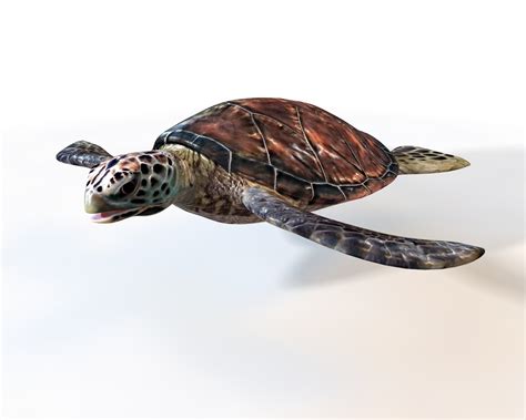 Sea Turtle Rigged Low Poly D Model In Aquatic Dexport