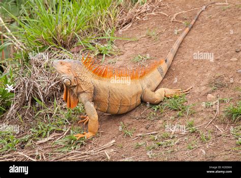 Green Iguana In Mating Colors Stock Photo Alamy