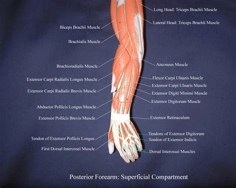 Posterior Forearm Muscles Labeled Howtodoeyelinergoth
