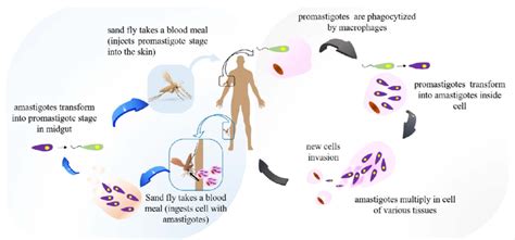 The Life Cycle Of Leishmania Species Sand Fly Injects Promastigotes Download Scientific