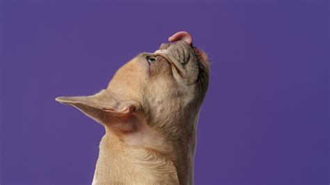Download Wallpaper 1920x1080 Pug Pet Dog Protruding Tongue Animal