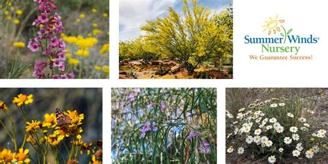 Native Plants For Your Desert Garden Phoenix Store Summerwinds