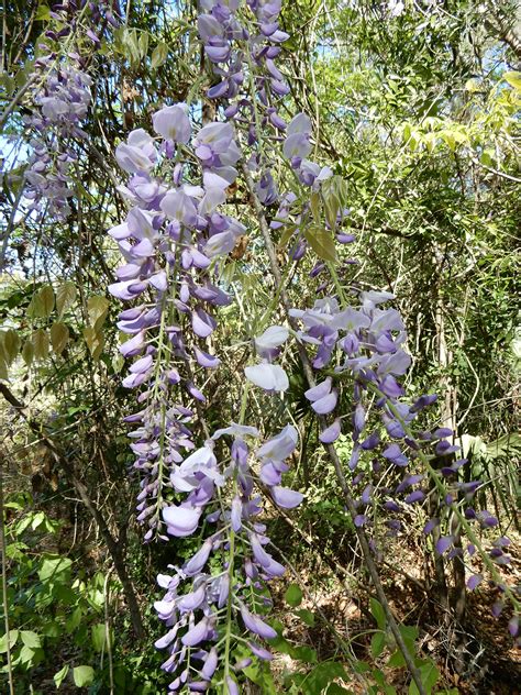 This should be in place before planting. Five Facts: Wisteria in Florida - Florida Museum Science