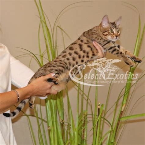Buy and sell savannahs kittens & cats uk with freeads classifieds. F5 Savannah Kittens for Sale | Savannah Cat Breed