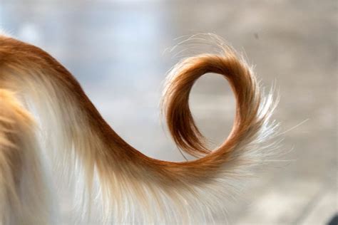 Understanding Your Dogs Tail Language — The Trusted Companion