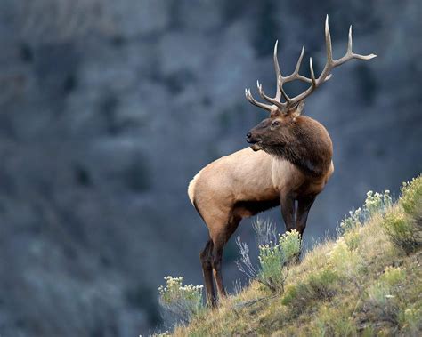 Bull Elk Wallpapers Top Free Bull Elk Backgrounds Wallpaperaccess