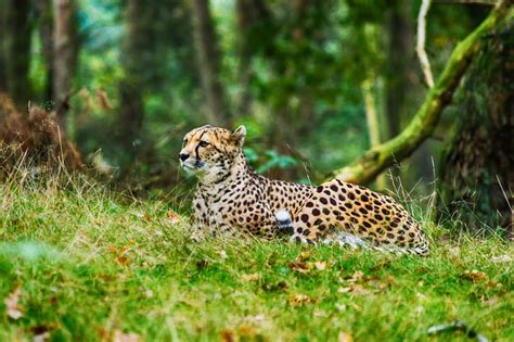 25+ Animals In The Grasslands Pictures Best - Animal World Orlando Florida