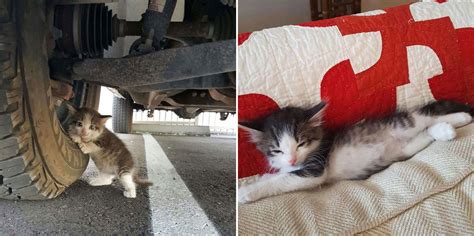 A Guy Found A Scared Kitten Under A Truck And Just Couldnt Say No To Her Design You Trust