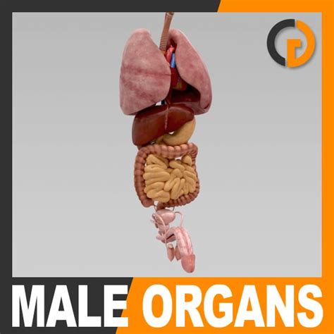 The male reproductive system consists of the penis, testes, epididymis, ejaculatory ducts, prostate, and accessory glands. Human Body Internal Organs - Anatomy 3D Model .max .obj .3ds .fbx .c4d .lwo .lw .lws - CGTrader.com